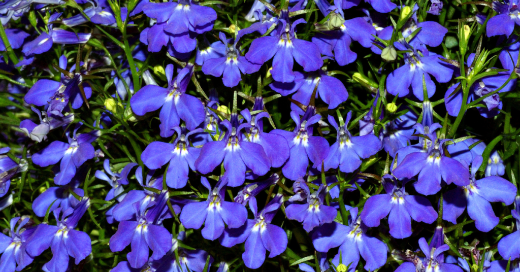 20 Most Beautiful Blue Perennials to Grow in Your Garden!