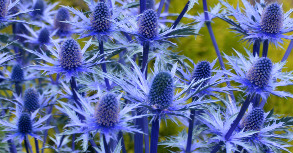 20 Most Beautiful Blue Perennials to Grow in Your Garden!