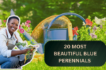 20 Most Beautiful Blue Perennials to Grow in Your Garden!