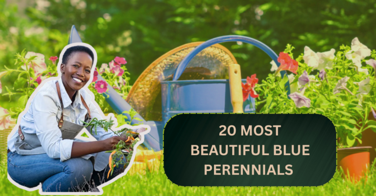 20 Most Beautiful Blue Perennials to Grow in Your Garden!