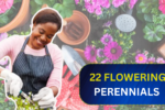 22 Flowering Perennials That Thrive on Neglect