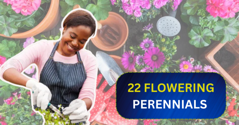 22 Flowering Perennials That Thrive on Neglect