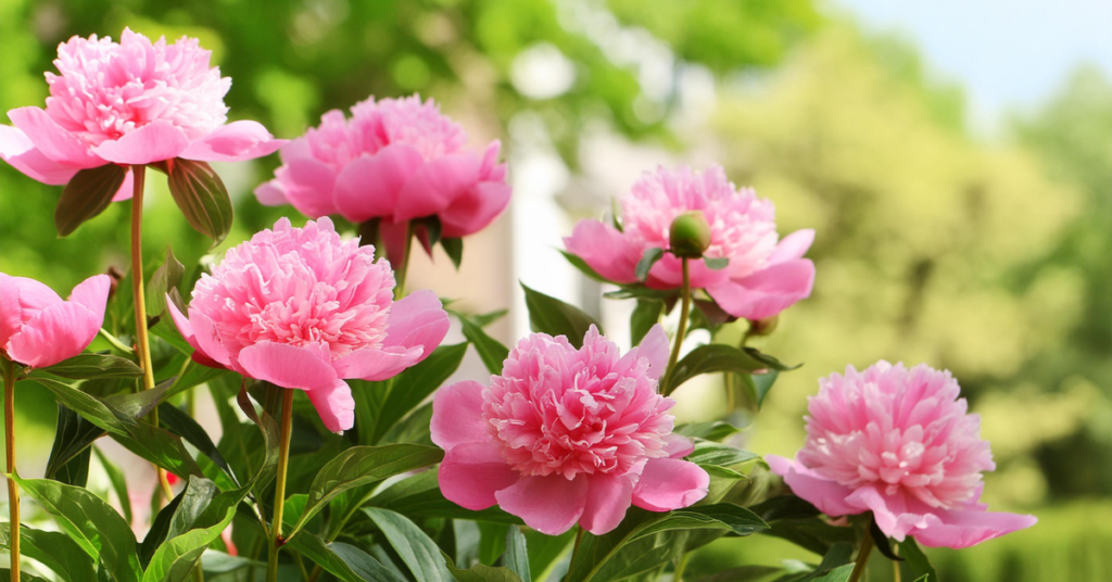 22 Flowering Perennials That Thrive on Neglect