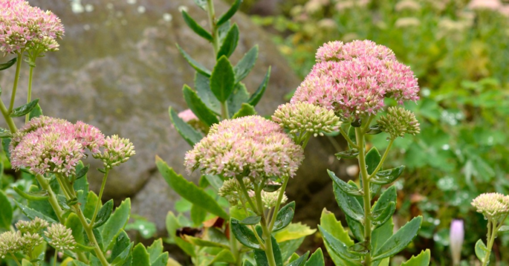 22 Flowering Perennials That Thrive on Neglect