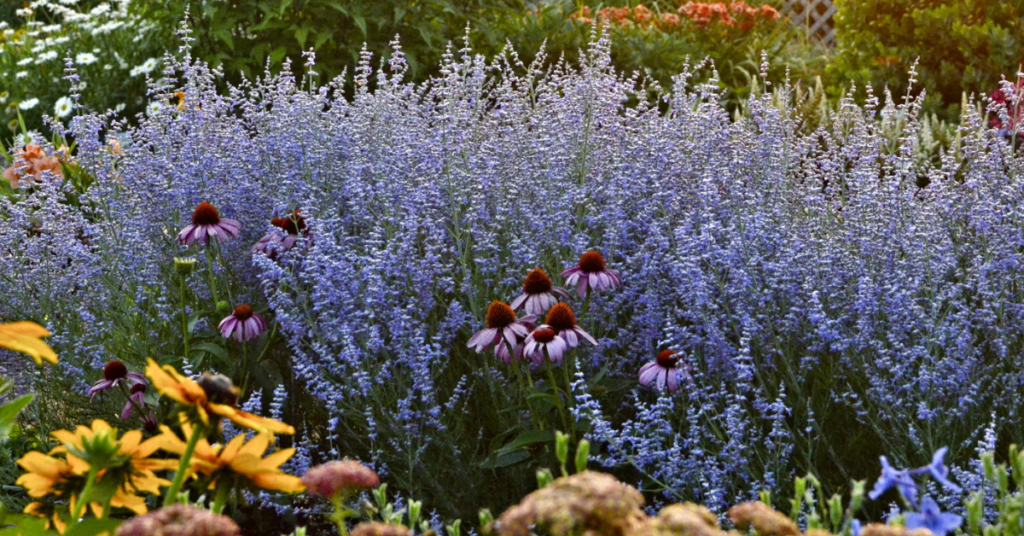 22 Flowering Perennials That Thrive on Neglect