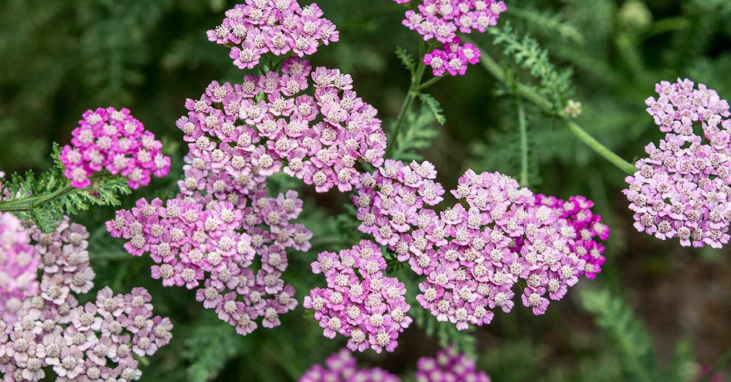 22 Flowering Perennials That Thrive on Neglect