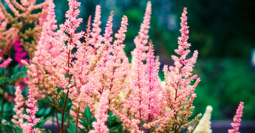 22 Flowering Perennials That Thrive on Neglect