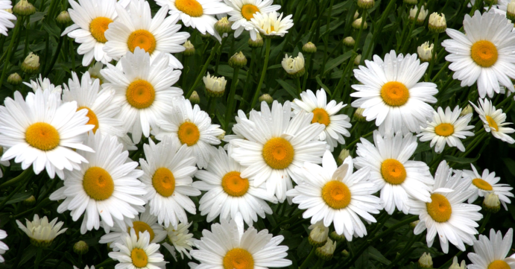 22 Flowering Perennials That Thrive on Neglect