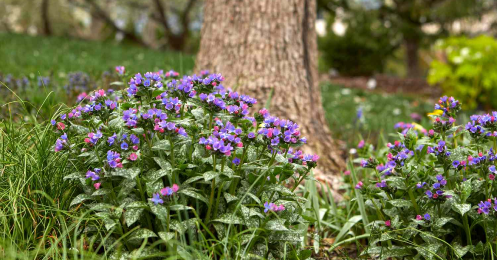 22 Flowering Perennials That Thrive on Neglect