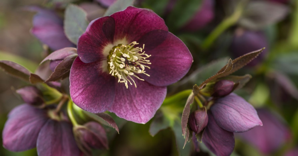 22 Flowering Perennials That Thrive on Neglect