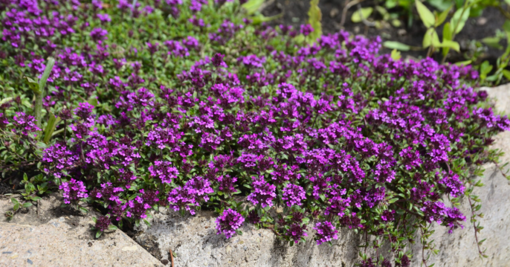 22 Flowering Perennials That Thrive on Neglect