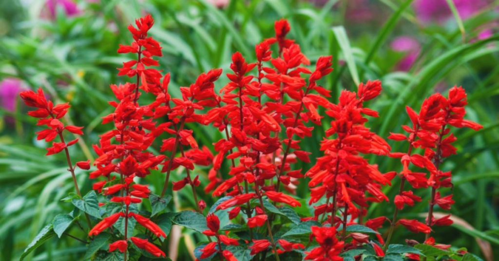 22 Flowering Perennials That Thrive on Neglect