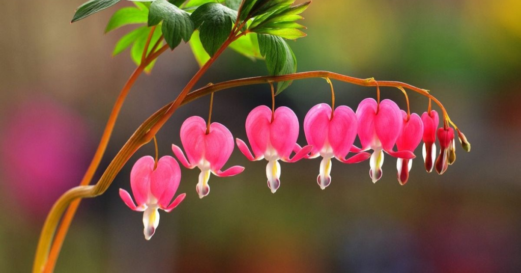 22 Flowering Perennials That Thrive on Neglect