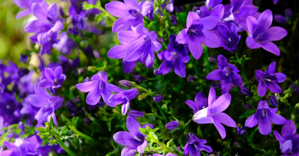 22 Flowering Perennials That Thrive on Neglect