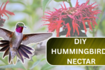 DIY Hummingbird Nectar: The Exact Ingredients & Steps You Need for a Bird-Friendly Mix!