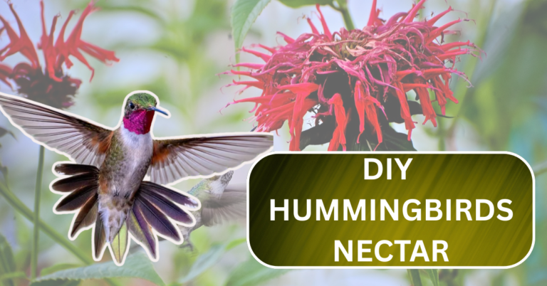 DIY Hummingbird Nectar: The Exact Ingredients & Steps You Need for a Bird-Friendly Mix!