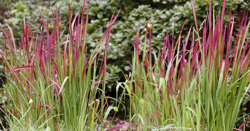11 Beautiful Red Shade Perennials That Grow Bright Even in Low Light