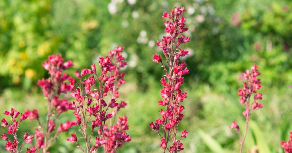 11 Beautiful Red Shade Perennials That Grow Bright Even in Low Light