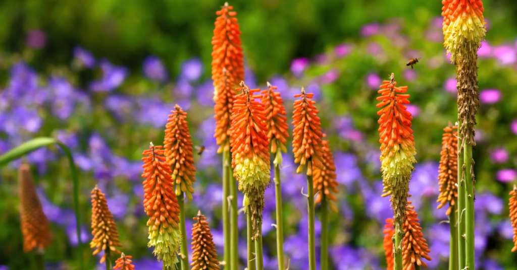 11 Beautiful Red Shade Perennials That Grow Bright Even in Low Light