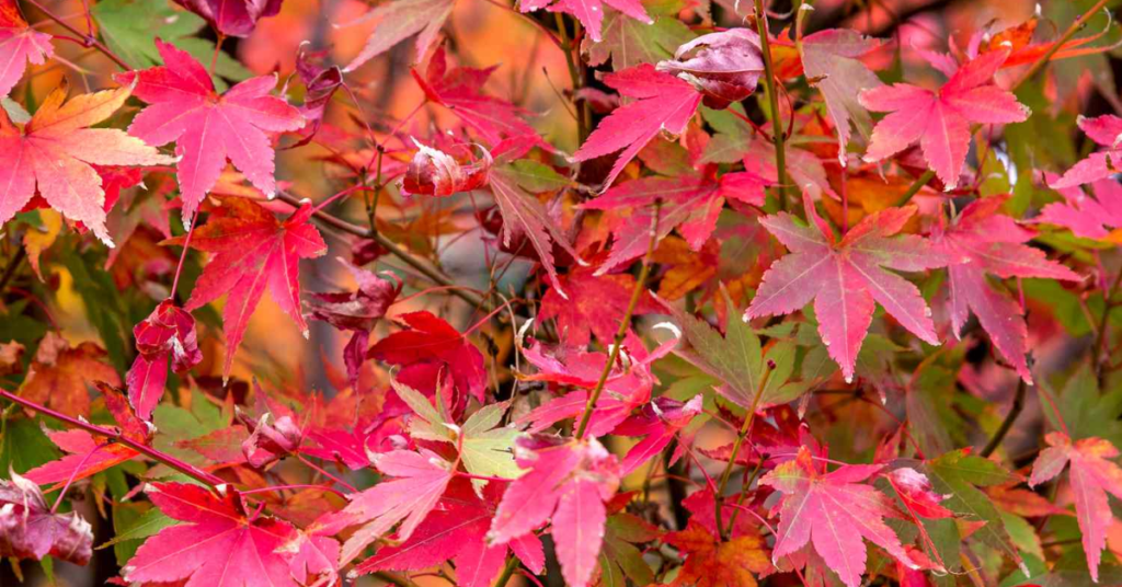 11 Beautiful Red Shade Perennials That Grow Bright Even in Low Light