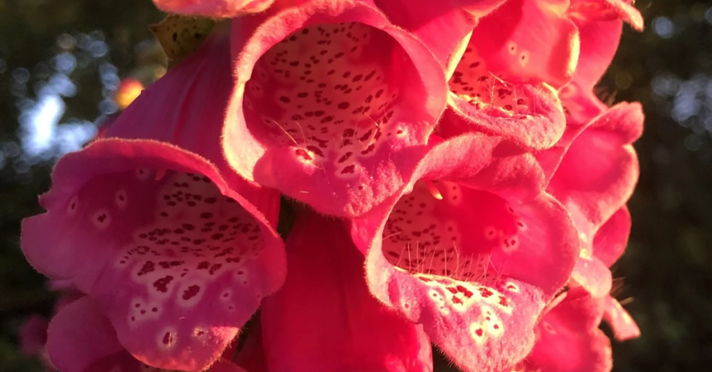11 Beautiful Red Shade Perennials That Grow Bright Even in Low Light