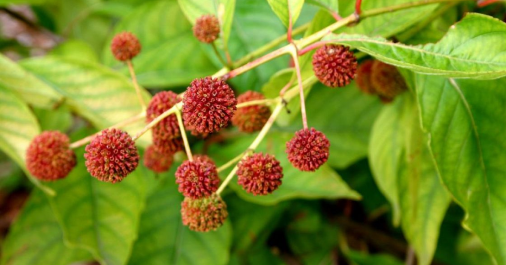 11 Beautiful Red Shade Perennials That Grow Bright Even in Low Light