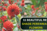 11 Beautiful Red Shade Perennials That Grow Bright Even in Low Light