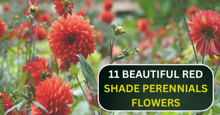 11 Beautiful Red Shade Perennials That Grow Bright Even in Low Light