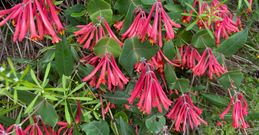 Top 10 Red and Orange Flowers that Attract Hummingbirds to Your Yard