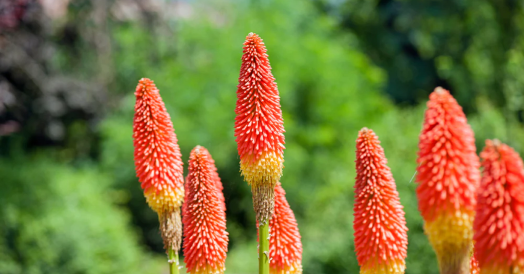 Top 10 Red and Orange Flowers that Attract Hummingbirds to Your Yard