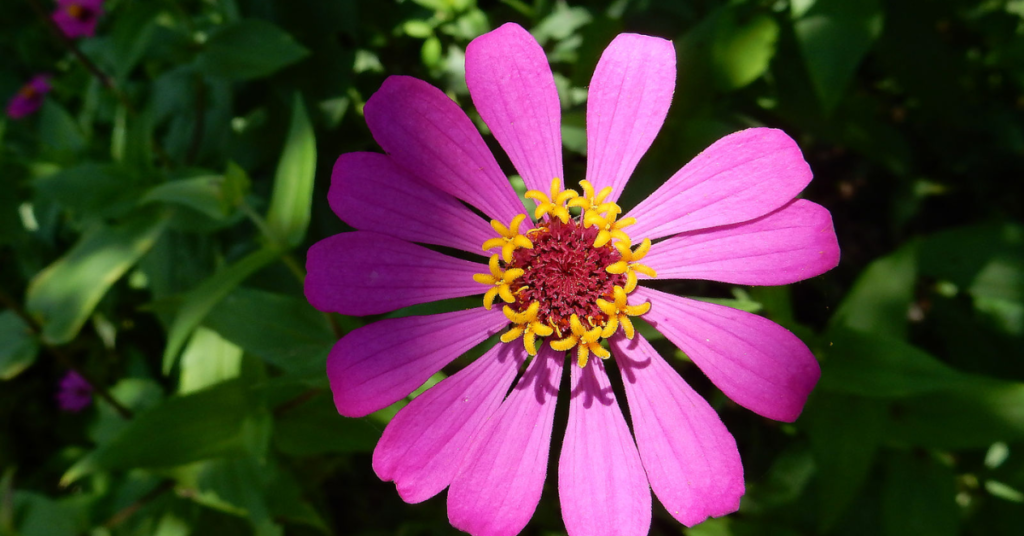 Top 10 Red and Orange Flowers that Attract Hummingbirds to Your Yard