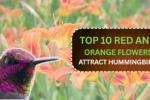 TOP 10 Red and Orange Flowers that Attract Hummingbirds to Your Yard