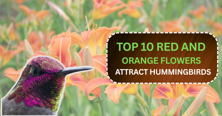 TOP 10 Red and Orange Flowers that Attract Hummingbirds to Your Yard