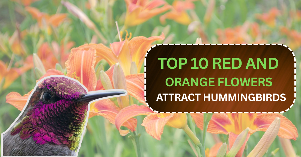 TOP 10 Red and Orange Flowers that Attract Hummingbirds to Your Yard
