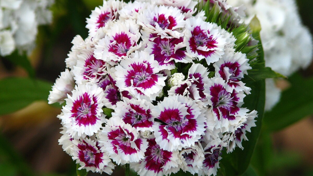 19 Gorgeous Long-Blooming Perennials to Make Your Garden Shine All Season