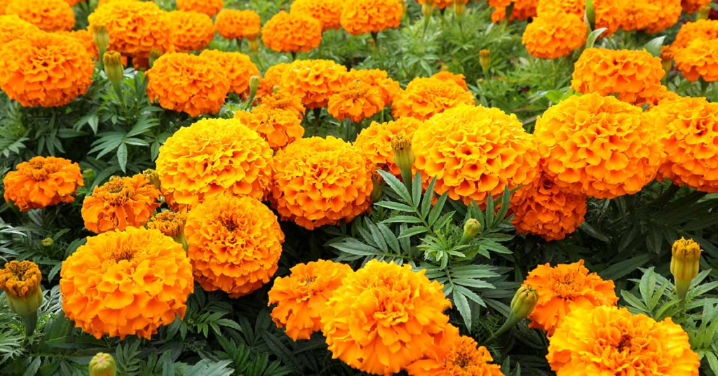15 Beautiful Flowers You Should Plant in May to Enjoy Colorful Blooms All Summer
