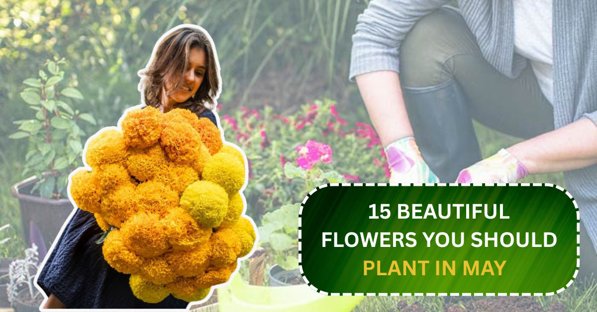 15 Beautiful Flowers You Should Plant in May