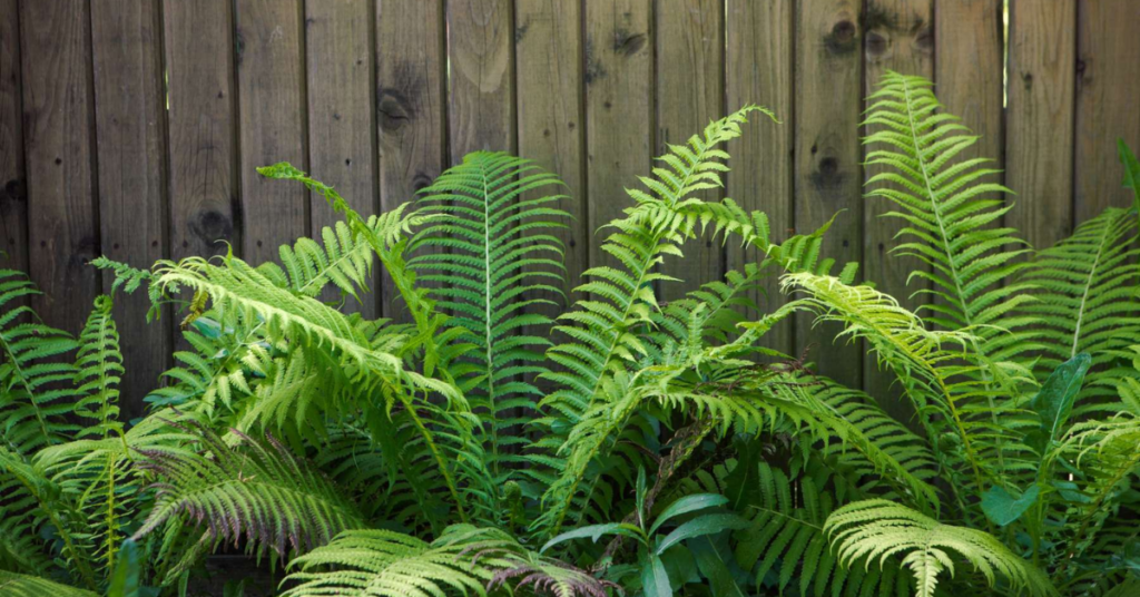 12 Gorgeous Shade Perennials That Will Beautify Your Garden Without Overcrowding