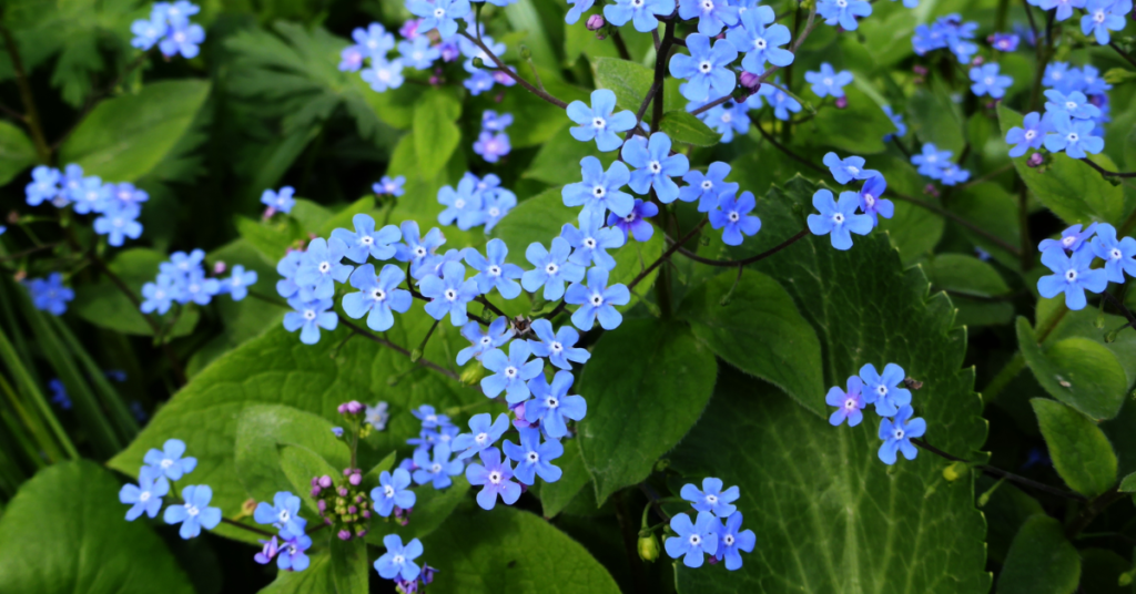 12 Gorgeous Shade Perennials That Will Beautify Your Garden Without Overcrowding