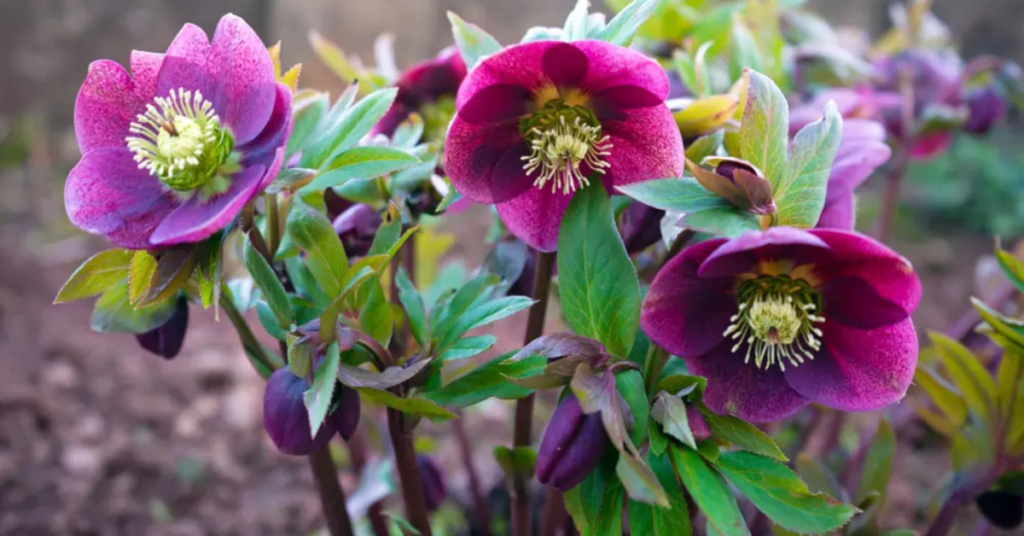 12 Gorgeous Shade Perennials That Will Beautify Your Garden Without Overcrowding