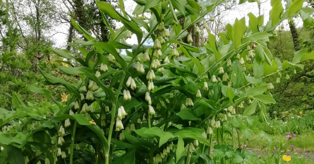 12 Gorgeous Shade Perennials That Will Beautify Your Garden Without Overcrowding