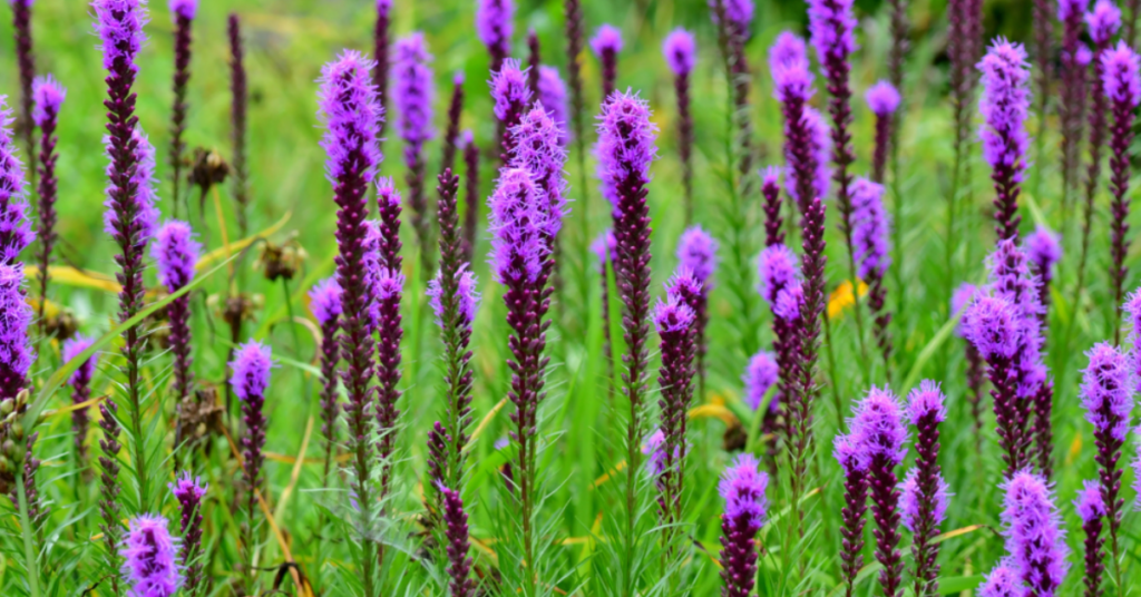 20 Beautiful Pink Perennials That Add Color to Your Garden Every Year