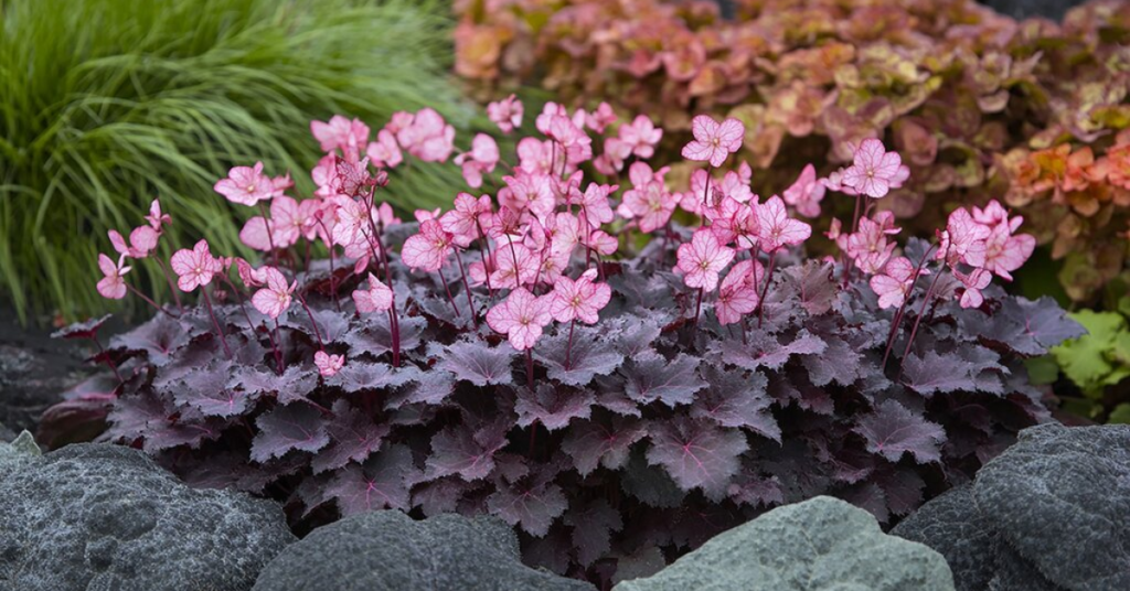 20 Beautiful Pink Perennials That Add Color to Your Garden Every Year