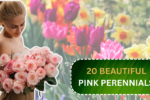 20 Beautiful Pink Perennials That Add Color to Your Garden Every Year