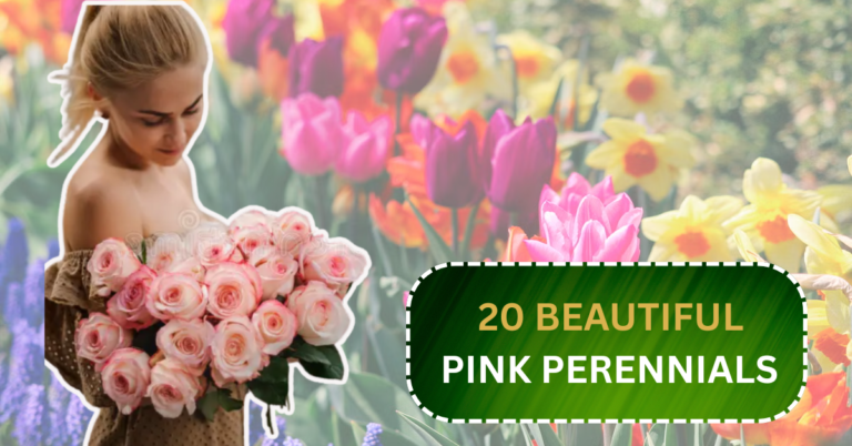 20 Beautiful Pink Perennials That Add Color to Your Garden Every Year