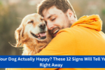Is Your Dog Actually Happy? These 12 Signs Will Tell You Right Away