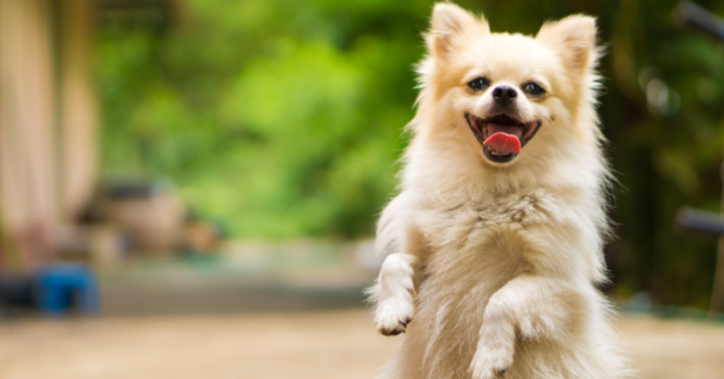 Is Your Dog Actually Happy? These 12 Signs Will Tell You Right Away