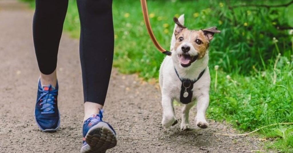 Is Your Dog Actually Happy? These 12 Signs Will Tell You Right Away
