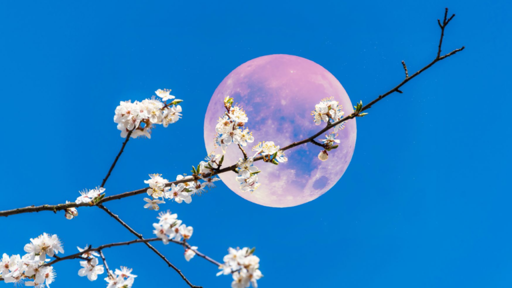 May’s Full Flower Moon 2025: What It Means for Your Zodiac Sign and How to Make the Most of It?
