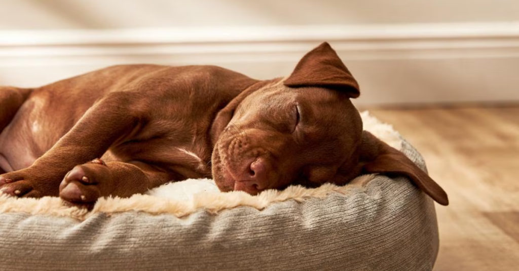 Is Your Dog Actually Happy? These 12 Signs Will Tell You Right Away